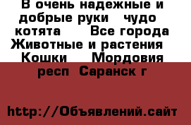 В очень надежные и добрые руки - чудо - котята!!! - Все города Животные и растения » Кошки   . Мордовия респ.,Саранск г.